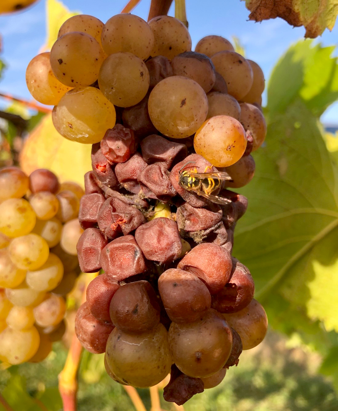 Yellow jacket activity on a sour rot Vignole cluster